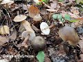 Rhodocollybia butyracea-amf469